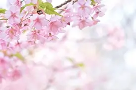K&uuml;chenr&uuml;ckwand mit Kirschbl&uuml;ten