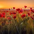 Fototapete mit Blumen