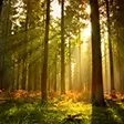 Fototapete mit Waldmotiv