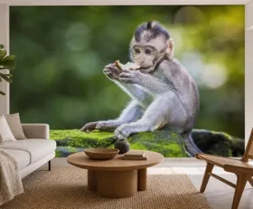 Fototapete Affe