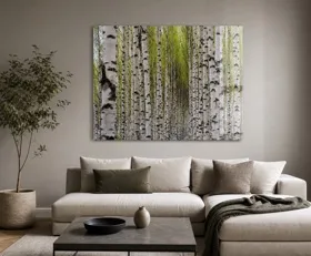 Acrylglasbilder Birkenwald