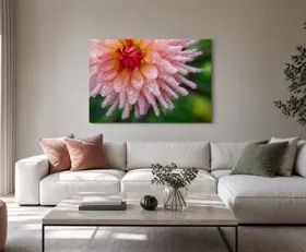 Acrylglasbilder Dahlie