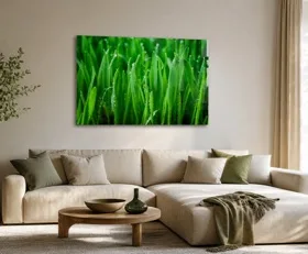 Acrylglasbilder Gras