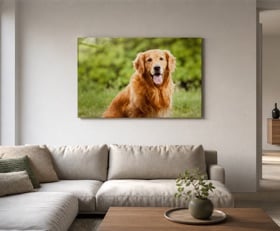 Acrylglasbilder Hund