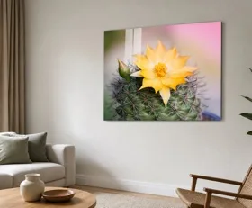 Acrylglasbilder Kaktus