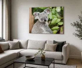 Acrylglasbilder Koala