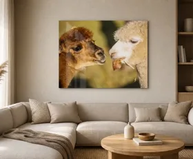 Acrylglasbilder Lama