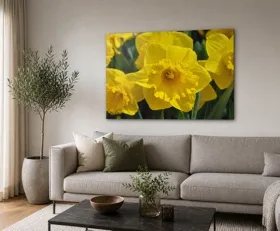 Acrylglasbilder Narzisse