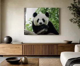 Acrylglasbilder Panda