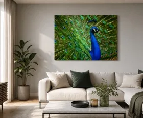 Acrylglasbilder Pfau