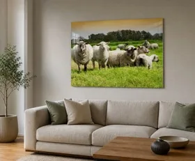 Acrylglasbilder Schaf