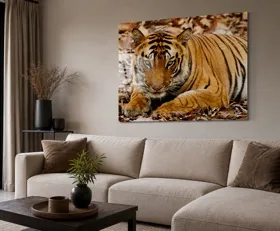 Acrylglasbilder Tiger