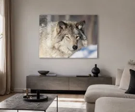 Acrylglasbilder Wolf