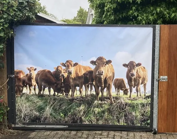 Gartenposter Gartenposter Curious cows looking at the photographer — Inspiration unserer Kunden
