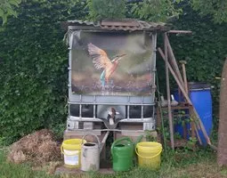 Gartenposter Eisvogel Weibchen taucht aus Wasser auf