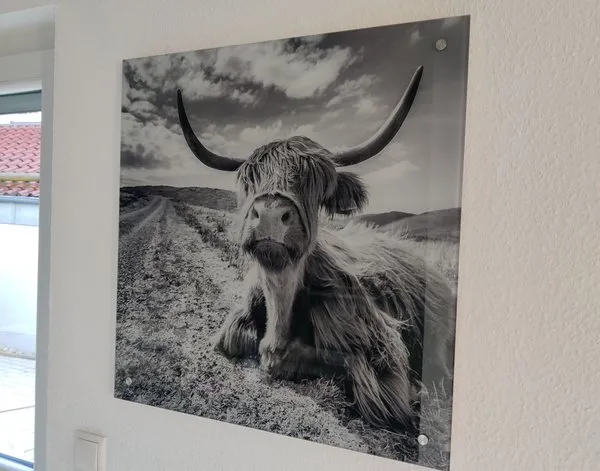 Glasbild Glasbilder Hochlandrind mit zotteliger Mähne — Inspiration unserer Kunden